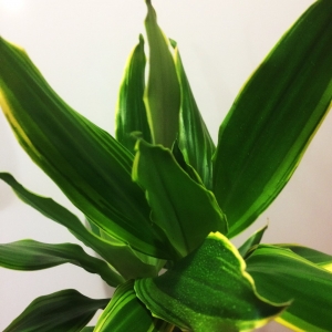 Драцена (Dracaena fragrans Golden Coast)