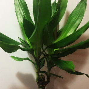 Драцена (Dracaena fragrans Stedneri)