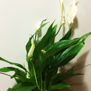 Спатифиллум (Spathiphyllum Quatro)