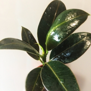 Фикус (Ficus elastica Melany)