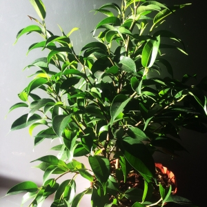 Фикус (Ficus benjamina Natasja)