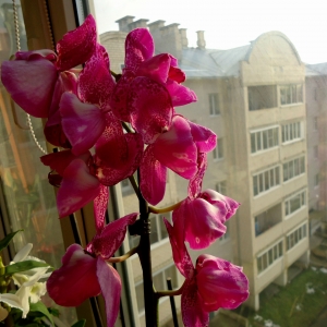 Фаленопсис