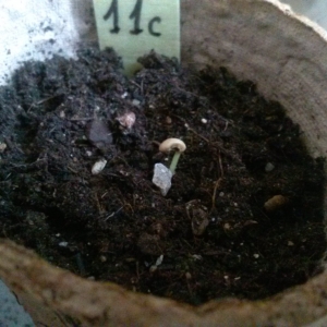 (061.jpg) Myrtus communis 11.