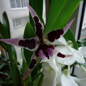 Beallara Diana Dunn Gothic