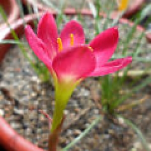 JAKALA RED