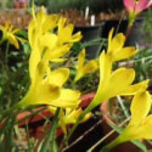 CITRINA