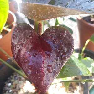 Anthurium Hut