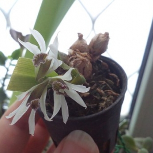 Dendrobium peguanum