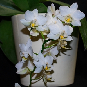 phal. pinlong cheris x cassandra alba