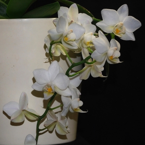 phal. pinlong cheris x cassandra alba