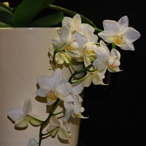 phal. pinlong cheris x cassandra alba