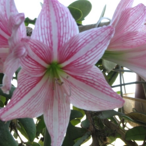 AMARYLLIS Reticulatum