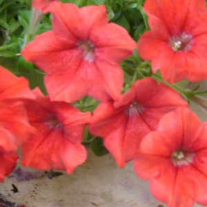 DSC01774.JPG