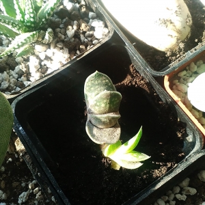 gasteria minima