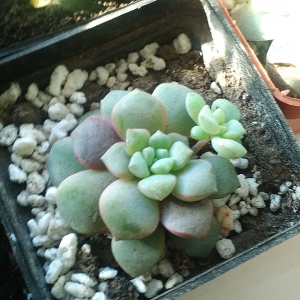 Echeveria subcolymbulosa