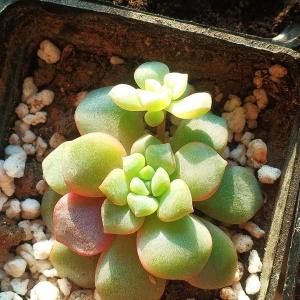 echeveria subcorymbulosa