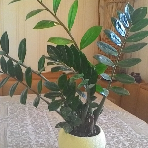 Замиокулькас