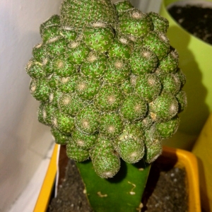 Sulcorebutia rauschii на подвое