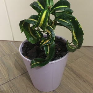 Кротон Ram's horn
