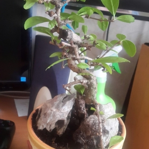 Кармона
