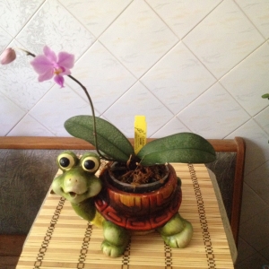 Фаленопсис