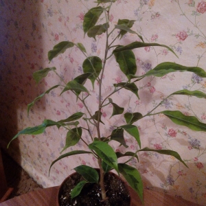 Фикус