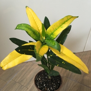 Sunny Star