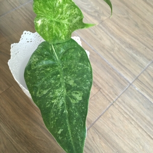 Wayetti variegata