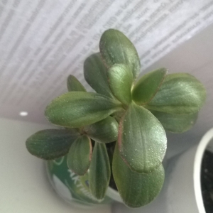 Crassula полосатая