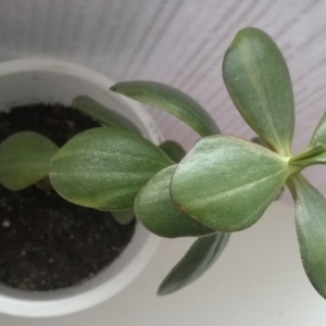 Crassula полосатая