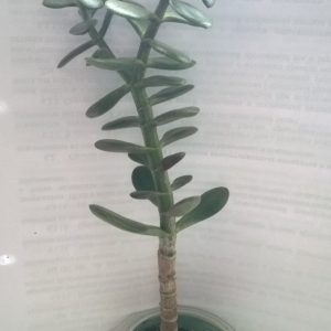 Crassula ovate Minor