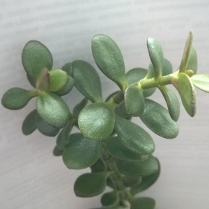 Crassula ovate Minor