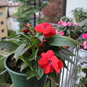 новая гвинея