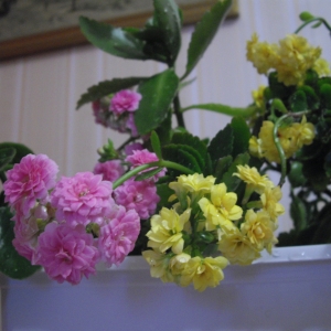 Каланхоэ.
