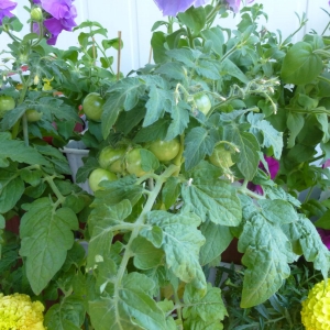 томаты Балконное чудо