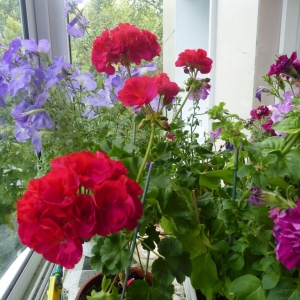 махровая пеларгония Royal Norfolk