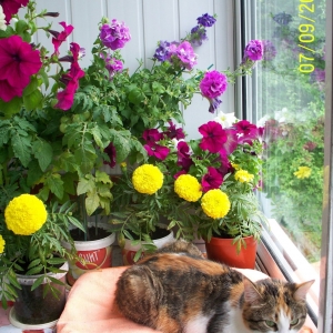 петуния и бархатцы