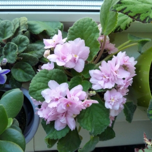 сенполии (фиалка) розовая махровая и сине-белая