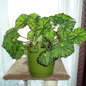 бегония Boweri Tiger