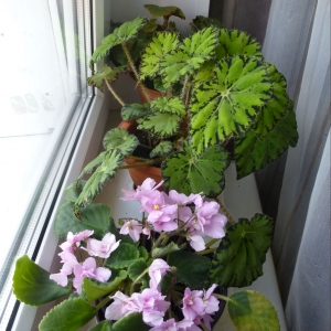 бегония Boweri Tiger и сенполия розовая