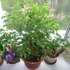 фикус Бенджамина Наташа