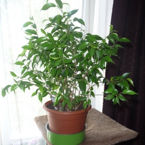 фикус Бенджамина Наташа