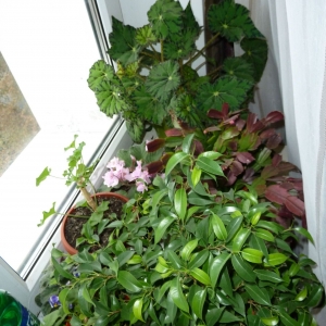 фикус, бегония, шлюмбергера, пеларгония