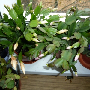 шлюмбергера