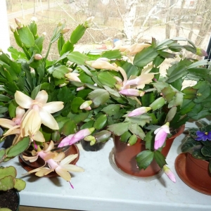 шлюмбергера