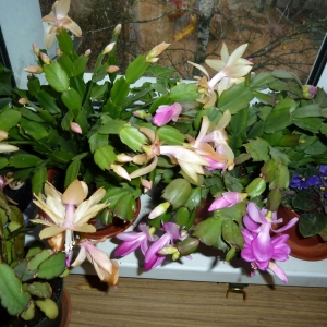 шлюмбергера