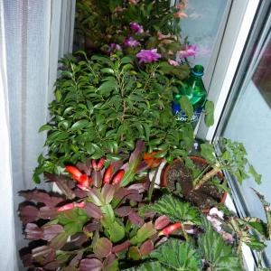 красная шлюмбергера, фикус