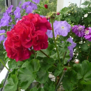 пеларгония royal norfolk