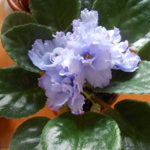 Фиалка голубая