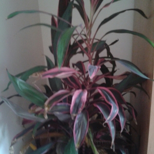 на определение